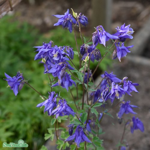 Aquilegia vulgaris