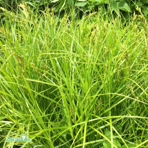 Carex muskingumensis