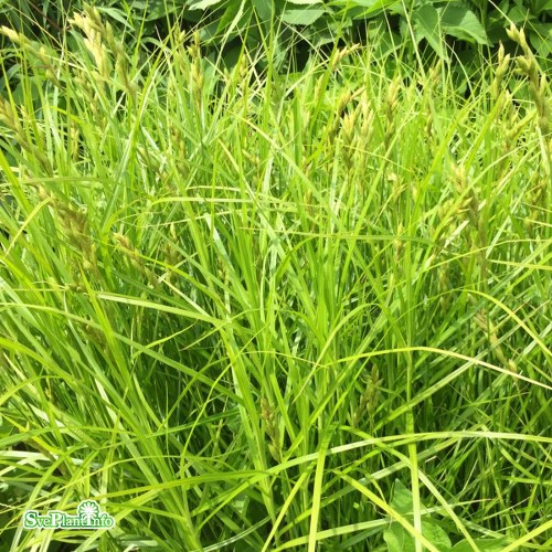 Carex muskingumensis