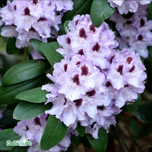 Rhododendron Humboldt