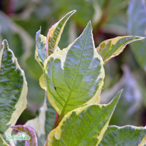 Cornus alba Cream Cracker