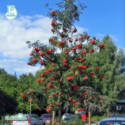 Sorbus aucuparia FK V�STER�KER E