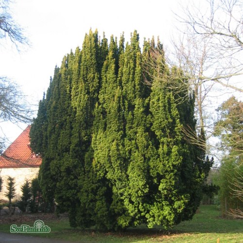 Taxus baccata Fastigiata