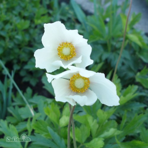 Anemone sylvestris