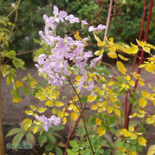 Thalictrum delavayi