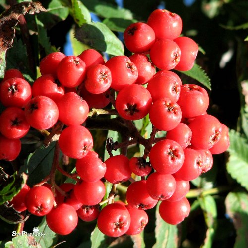 Sorbus aucuparia Fastigiata