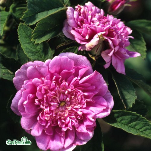 Rosa (Foecundissima) Lvhult