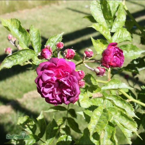 Rosa (Multiflora) Bleu Magenta