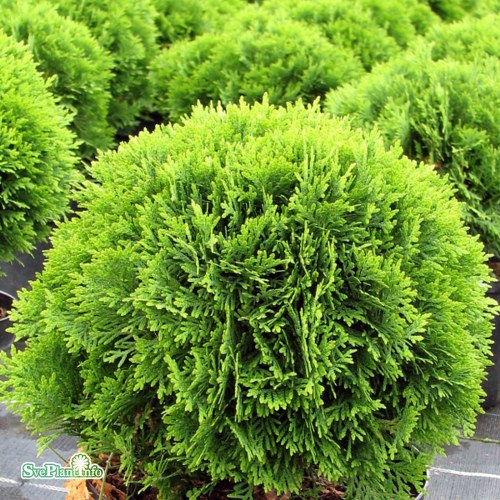 Thuja occidentalis Danica