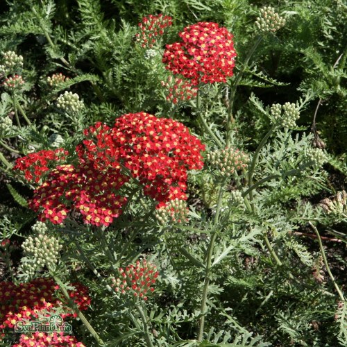 Achillea millefolium Paprika