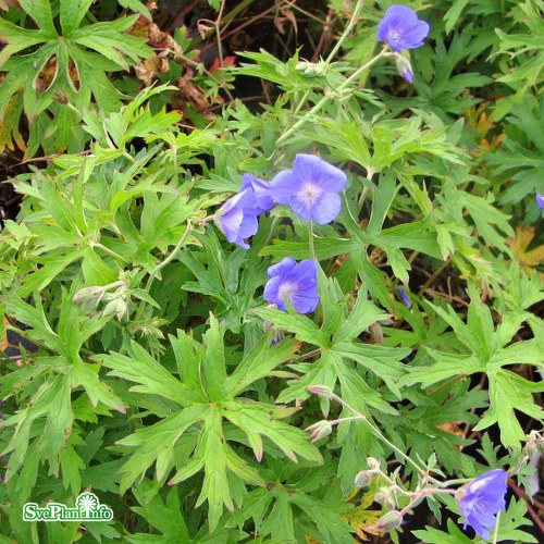 Geranium Orion