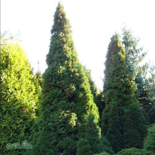 Thuja occidentalis Holmstrup