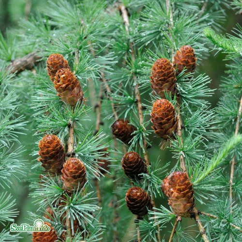 Larix kaempferi