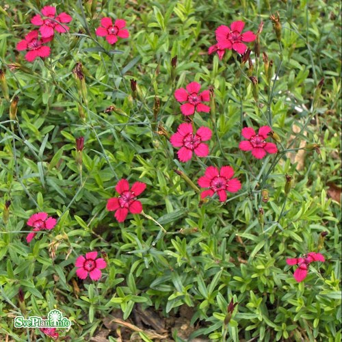 Dianthus deltoides Brilliant