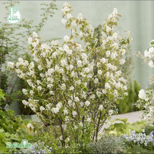 Amelanchier spicata FK FALUN E