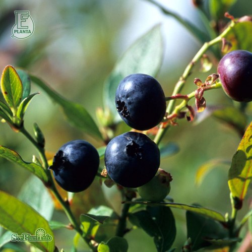 Vaccinium (Angustifolium-Gruppen) Emil E