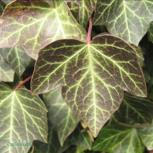 Hedera helix Baltica