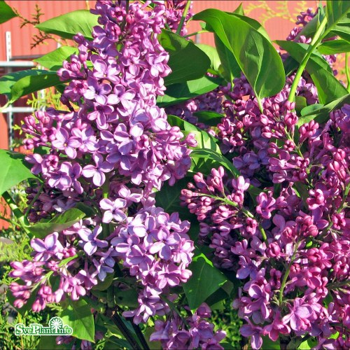 Syringa vulgaris Charles Joly