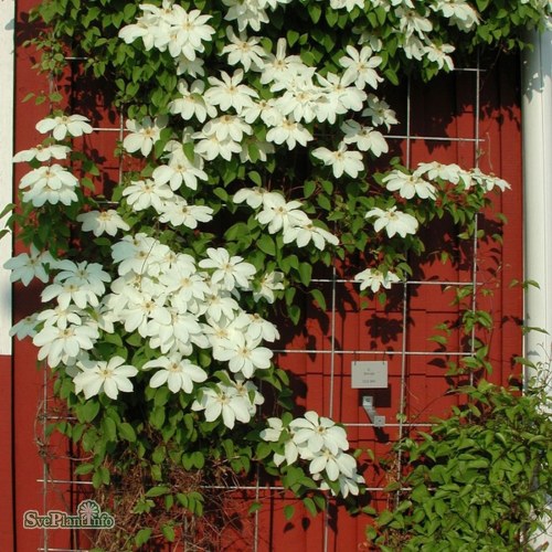 Clematis (Tidiga Storblommiga Gruppen) SUNNA� (BCL 721)