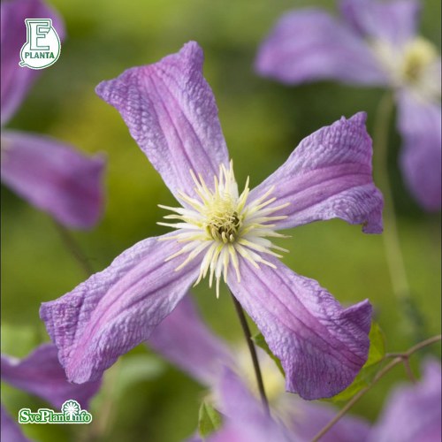 Clematis (Viticella) Mrs T. Lundell E