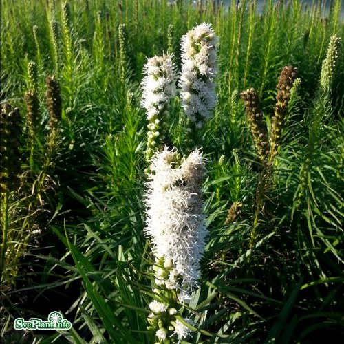 Liatris spicata Alba