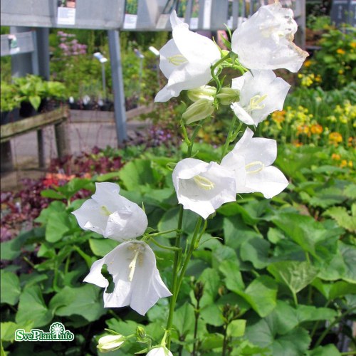 Campanula persicifolia Alba