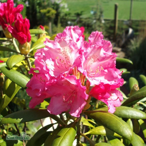 Rhododendron Kalinka