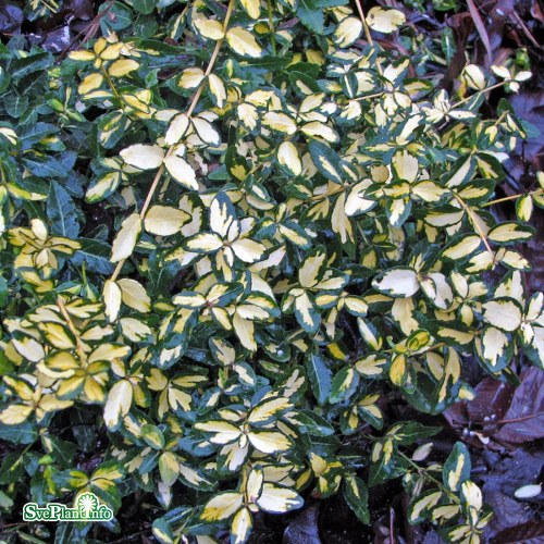 Euonymus fortunei var. radicans Sunspot