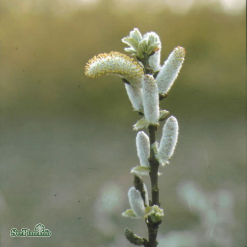 Salix hastata Wehrhahnii