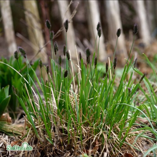 Sesleria heufleriana