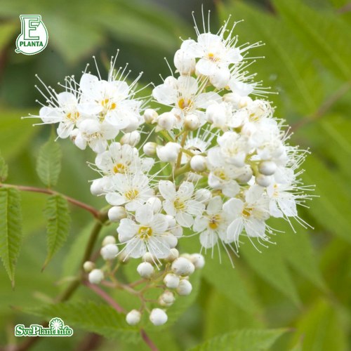 Sorbaria grandiflora Maia E