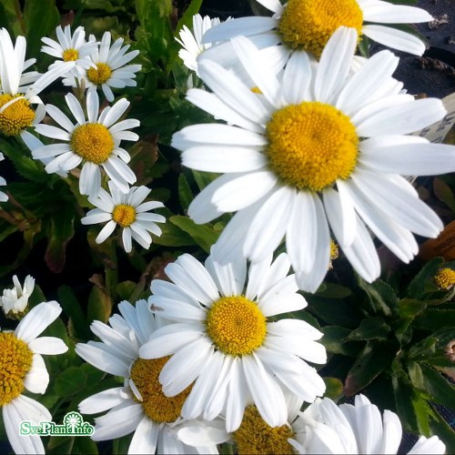 Leucanthemum superbum Dwarf Snow Lady