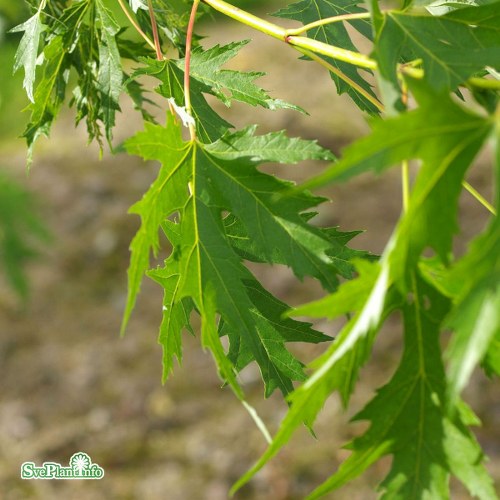 Acer saccharinum Laciniatum Wieri