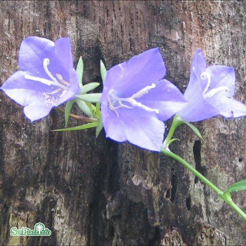 Campanula persicifolia