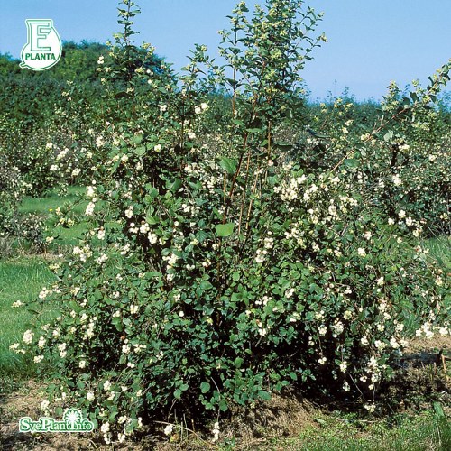 Symphoricarpos alb. ssp lae. FK ULTUNA E