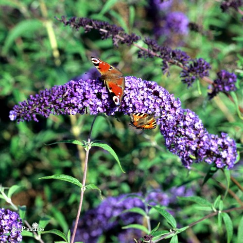 Buddleja davidii NANHO BLUE