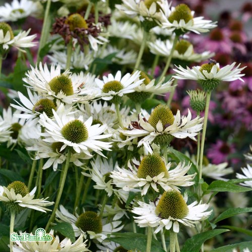 Echinacea purpurea Virgin