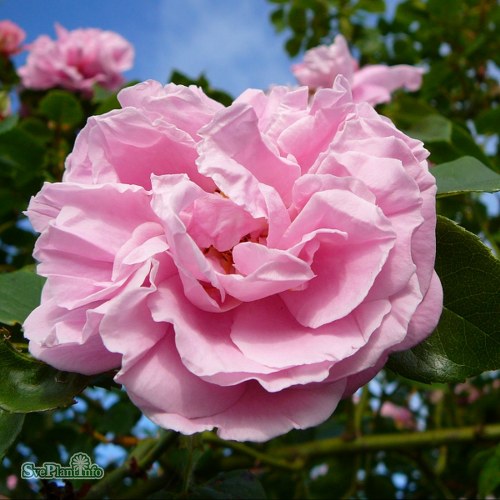 Rosa (Wichurana) Gerbe Rose