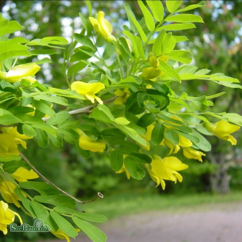 Caragana arborescens