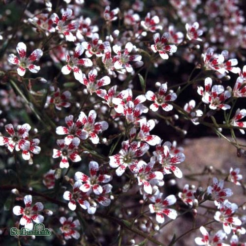 Saxifraga cotyledon Southside Seedling