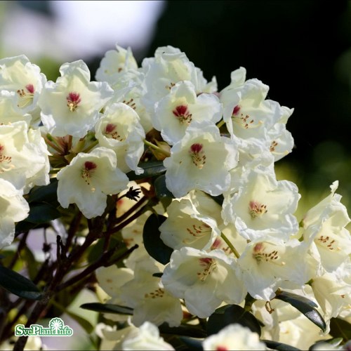 Rhododendron Flava