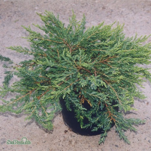 Juniperus communis Repanda