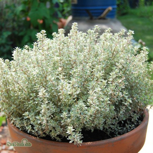 Thymus citriodorus Silver Queen