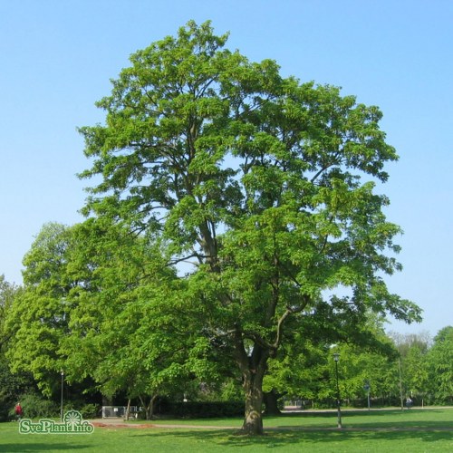 Acer pseudoplatanus