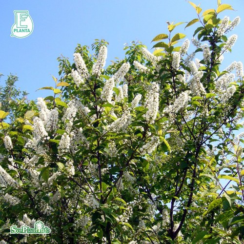 Prunus grayana FK G�TEBORG E