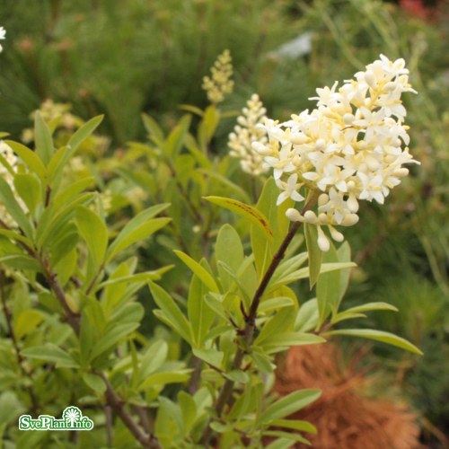 Ligustrum vulgare Listrum