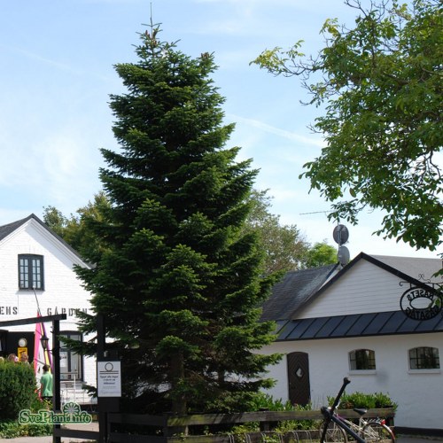 Abies nordmanniana