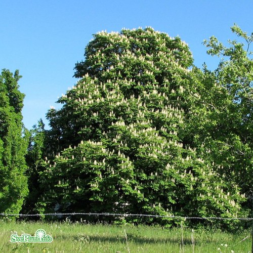 Aesculus hippocastanum