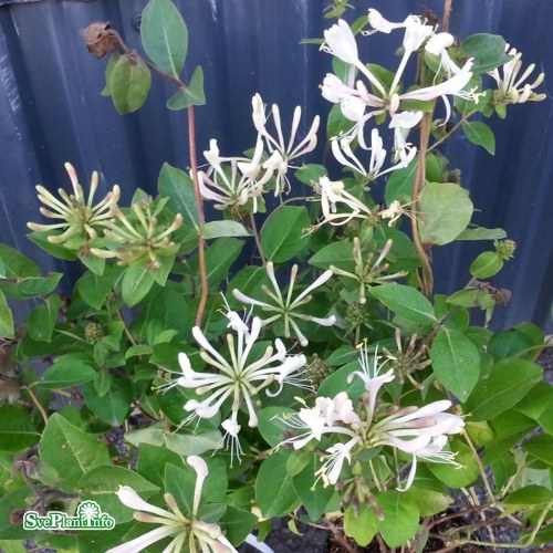Lonicera Honey Baby