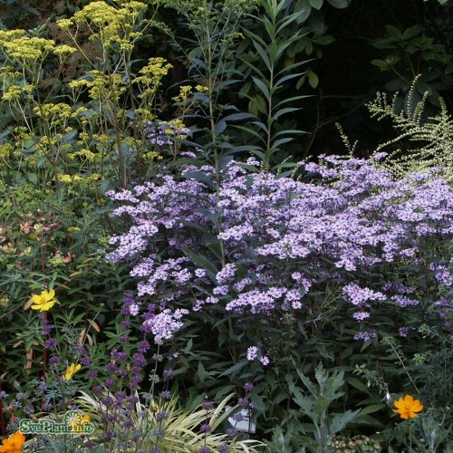 Aster ageratoides Harry Smith